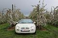 MG Bloesemrit op 24-4-2016 org. Jos&Marie-lou  (277)